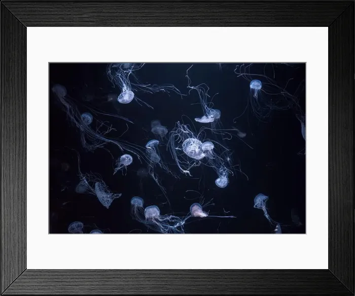 Framed Print : Atlantic sea nettle, Chrysaora quinquecirrha Framed Print : Atlantic sea nettle, Chrysaora quinquecirrha