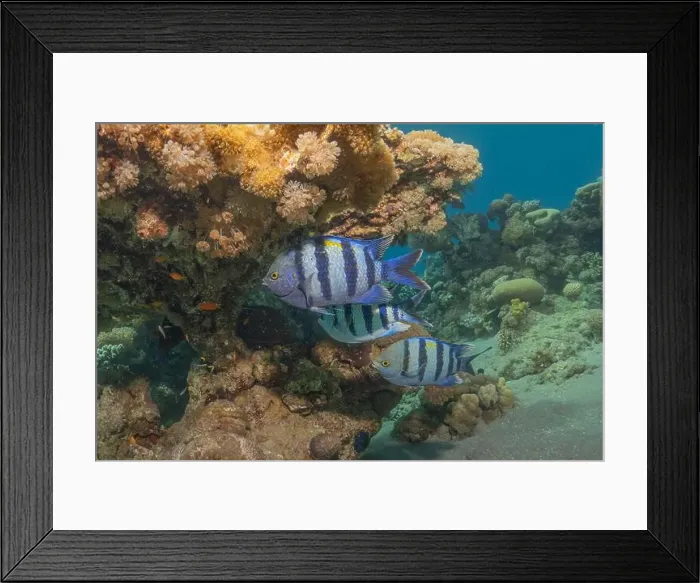 Framed Print : Fish swimming in the Red Sea, colorful fish, Eilat Israel Framed Print : Fish swimming in the Red Sea, colorful fish, Eilat Israel