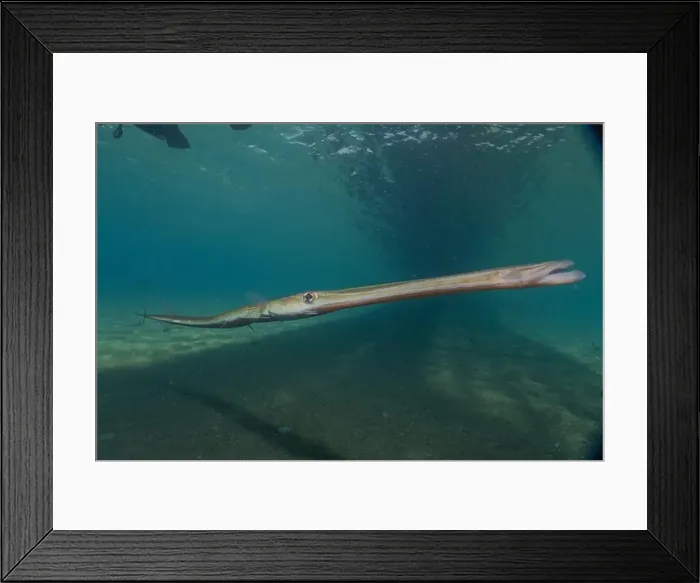 Framed Print : Squid in the Red Sea Colorful and beautiful, Eilat Israel Framed Print : Squid in the Red Sea Colorful and beautiful, Eilat Israel