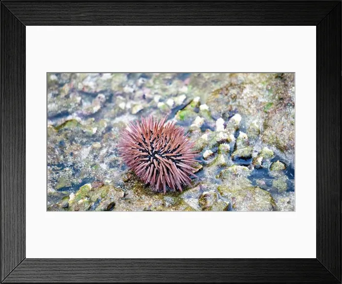 Framed Print : Sea urchin (Landak laut, bulu babi). About 950 species of sea urchin are distributed on the seabeds of every ocean Framed Print : Sea urchin (Landak laut, bulu babi). About 950 species of sea urchin are distributed on the seabeds of every ocean