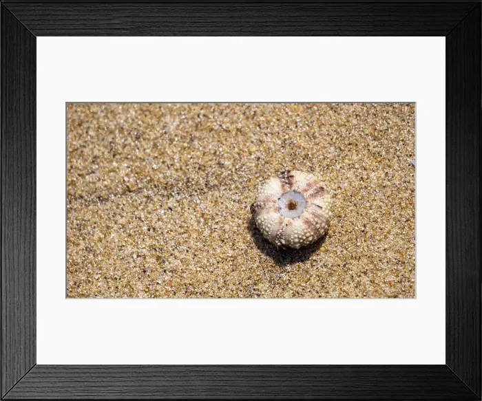 Framed Print : Sea urchin (Landak laut, bulu babi). About 950 species of sea urchin are distributed on the seabeds of every ocean Framed Print : Sea urchin (Landak laut, bulu babi). About 950 species of sea urchin are distributed on the seabeds of every ocean