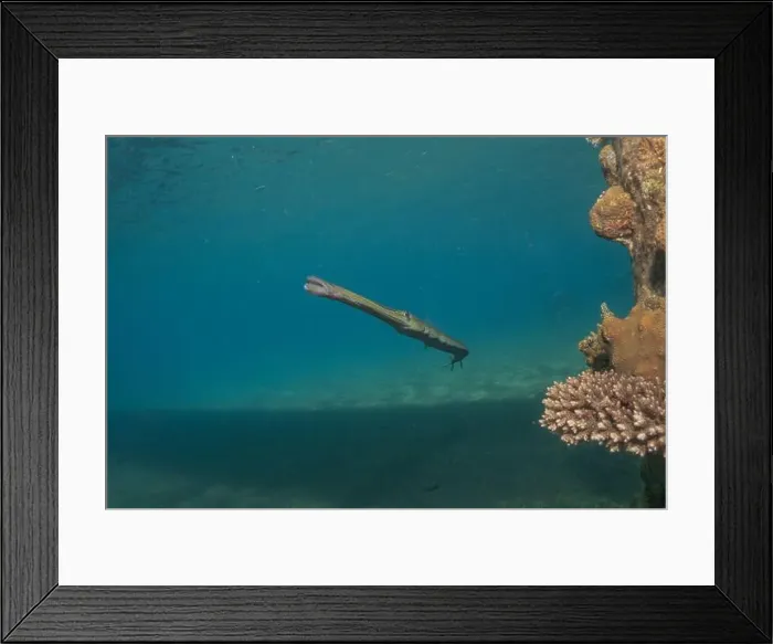 Framed Print : Squid in the Red Sea Colorful and beautiful, Eilat Israel Framed Print : Squid in the Red Sea Colorful and beautiful, Eilat Israel