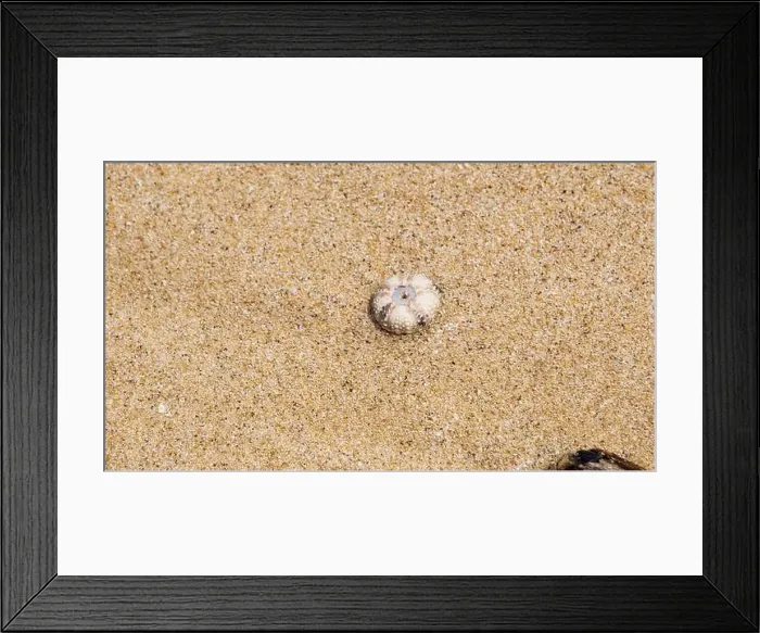 Framed Print : Sea urchin (Landak laut, bulu babi). About 950 species of sea urchin are distributed on the seabeds of every ocean Framed Print : Sea urchin (Landak laut, bulu babi). About 950 species of sea urchin are distributed on the seabeds of every ocean
