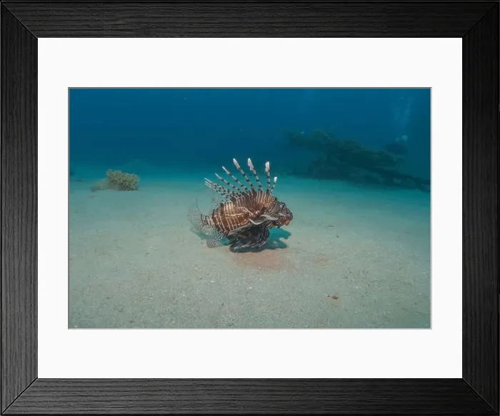 Framed Print : Lionfish in the Red Sea colorful fish, Eilat Israel Framed Print : Lionfish in the Red Sea colorful fish, Eilat Israel