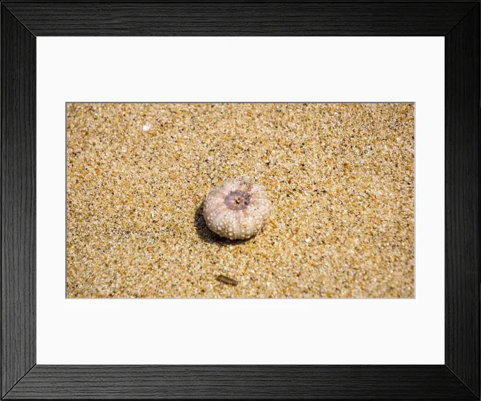 Framed Print : Sea urchin (Landak laut, bulu babi). About 950 species of sea urchin are distributed on the seabeds of every ocean Framed Print : Sea urchin (Landak laut, bulu babi). About 950 species of sea urchin are distributed on the seabeds of every ocean