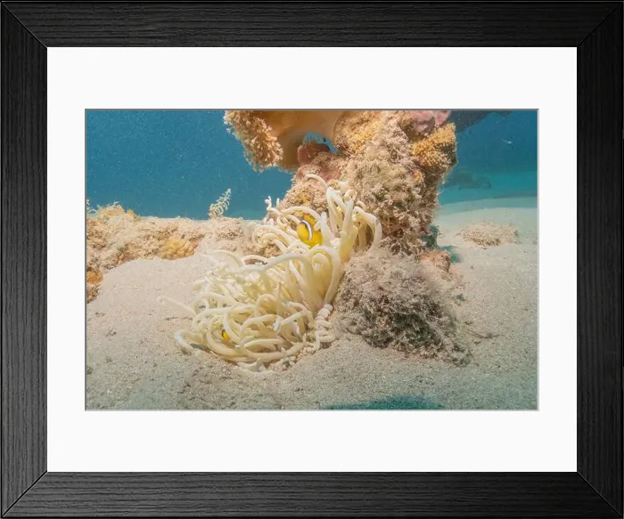 Framed Print : Clown-fish anemonefish in the Red Sea Colorful and beautiful, Eilat Israel Framed Print : Clown-fish anemonefish in the Red Sea Colorful and beautiful, Eilat Israel