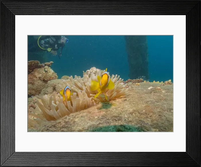 Framed Print : Clown-fish anemonefish in the Red Sea Colorful and beautiful, Eilat Israel Framed Print : Clown-fish anemonefish in the Red Sea Colorful and beautiful, Eilat Israel
