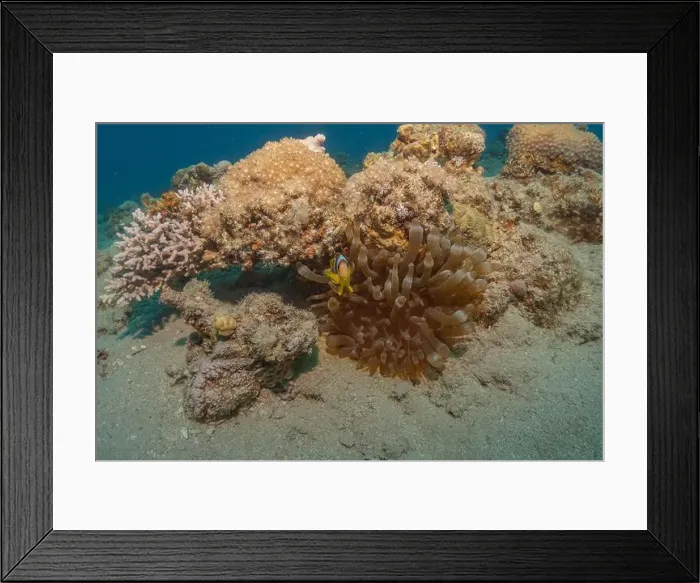 Framed Print : Clown-fish anemonefish in the Red Sea Colorful and beautiful, Eilat Israel Framed Print : Clown-fish anemonefish in the Red Sea Colorful and beautiful, Eilat Israel