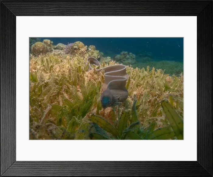 Framed Print : Moray eel Mooray lycodontis undulatus in the Red Sea, Eilat Israel Framed Print : Moray eel Mooray lycodontis undulatus in the Red Sea, Eilat Israel