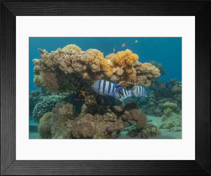 Framed Print : Fish swimming in the Red Sea, colorful fish, Eilat Israel Framed Print : Fish swimming in the Red Sea, colorful fish, Eilat Israel