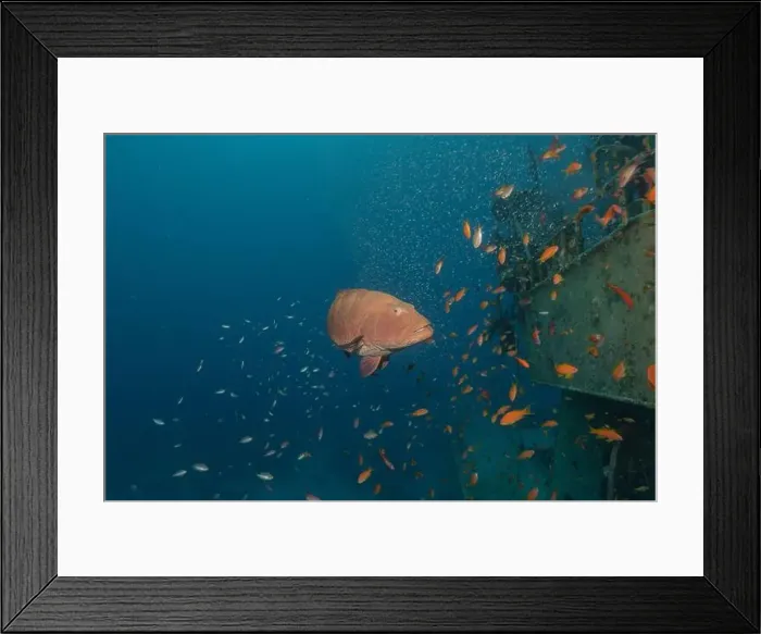 Framed Print : Fish swimming in the Red Sea, colorful fish, Eilat Israel Framed Print : Fish swimming in the Red Sea, colorful fish, Eilat Israel