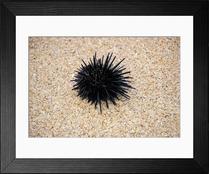 Framed Print : Sea urchin (Landak laut, bulu babi). About 950 species of sea urchin are distributed on the seabeds of every ocean Framed Print : Sea urchin (Landak laut, bulu babi). About 950 species of sea urchin are distributed on the seabeds of every ocean