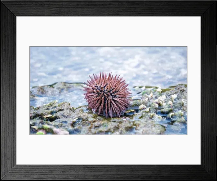 Framed Print : Sea urchin (Landak laut, bulu babi). About 950 species of sea urchin are distributed on the seabeds of every ocean Framed Print : Sea urchin (Landak laut, bulu babi). About 950 species of sea urchin are distributed on the seabeds of every ocean