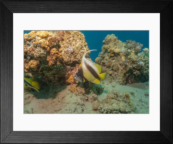 Framed Print : Fish swimming in the Red Sea, colorful fish, Eilat Israel Framed Print : Fish swimming in the Red Sea, colorful fish, Eilat Israel