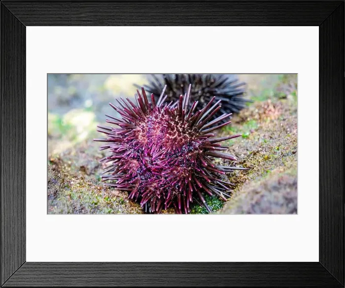 Framed Print : Sea urchin (Landak laut, bulu babi). About 950 species of sea urchin are distributed on the seabeds of every ocean Framed Print : Sea urchin (Landak laut, bulu babi). About 950 species of sea urchin are distributed on the seabeds of every ocean