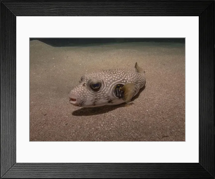 Framed Print : Fish swimming in the Red Sea, colorful fish, Eilat Israel Framed Print : Fish swimming in the Red Sea, colorful fish, Eilat Israel