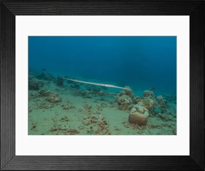 Framed Print : Squid in the Red Sea Colorful and beautiful, Eilat Israel Framed Print : Squid in the Red Sea Colorful and beautiful, Eilat Israel