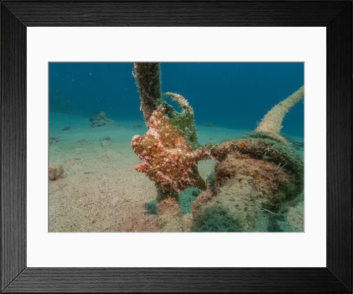 Framed Print : Frogfish swim in the Red Sea, colorful fish, Eilat Israel Framed Print : Frogfish swim in the Red Sea, colorful fish, Eilat Israel