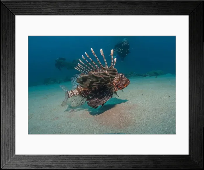 Framed Print : Lionfish in the Red Sea colorful fish, Eilat Israel Framed Print : Lionfish in the Red Sea colorful fish, Eilat Israel