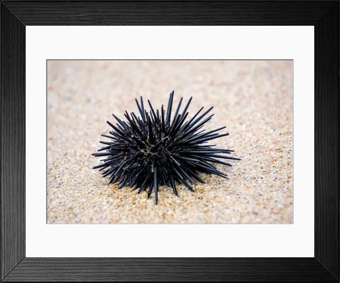 Framed Print : Sea urchin (Landak laut, bulu babi). About 950 species of sea urchin are distributed on the seabeds of every ocean Framed Print : Sea urchin (Landak laut, bulu babi). About 950 species of sea urchin are distributed on the seabeds of every ocean