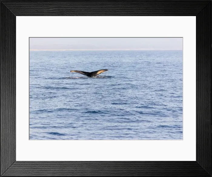 Framed Print : Humpback whale tail above ocean, clear day in Monterey bay! Framed Print : Humpback whale tail above ocean, clear day in Monterey bay!