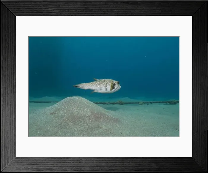 Framed Print : Fish swimming in the Red Sea, colorful fish, Eilat Israel Framed Print : Fish swimming in the Red Sea, colorful fish, Eilat Israel