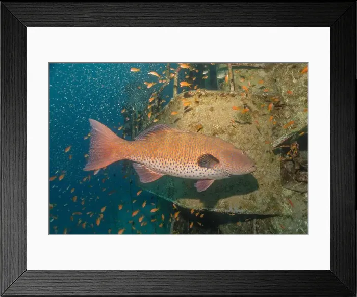 Framed Print : Fish swimming in the Red Sea, colorful fish, Eilat Israel Framed Print : Fish swimming in the Red Sea, colorful fish, Eilat Israel