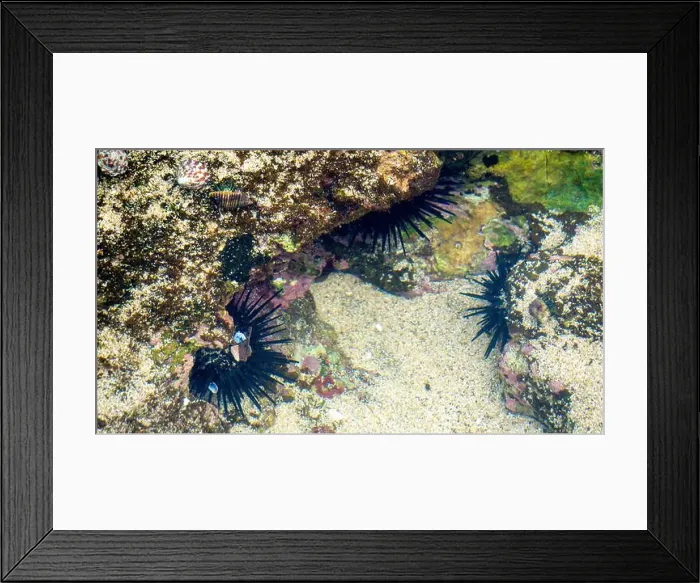 Framed Print : Sea urchin (Landak laut, bulu babi). About 950 species of sea urchin are distributed on the seabeds of every ocean Framed Print : Sea urchin (Landak laut, bulu babi). About 950 species of sea urchin are distributed on the seabeds of every ocean