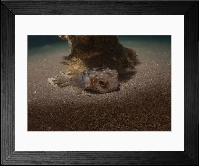 Framed Print : Fish swimming in the Red Sea, colorful fish, Eilat Israel Framed Print : Fish swimming in the Red Sea, colorful fish, Eilat Israel