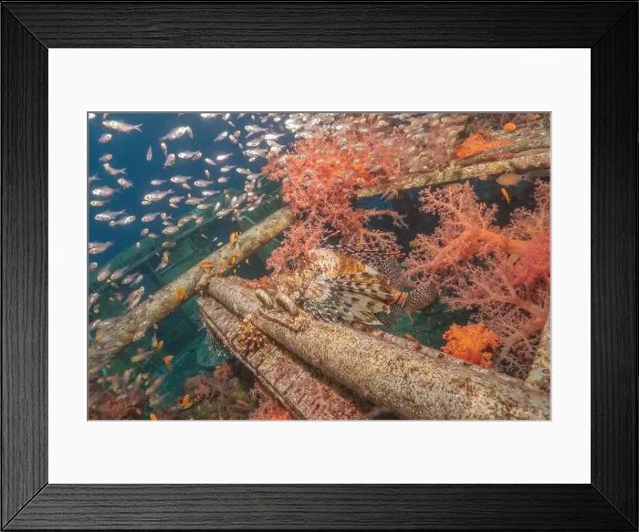 Framed Print : Lionfish in the Red Sea colorful fish, Eilat Israel Framed Print : Lionfish in the Red Sea colorful fish, Eilat Israel