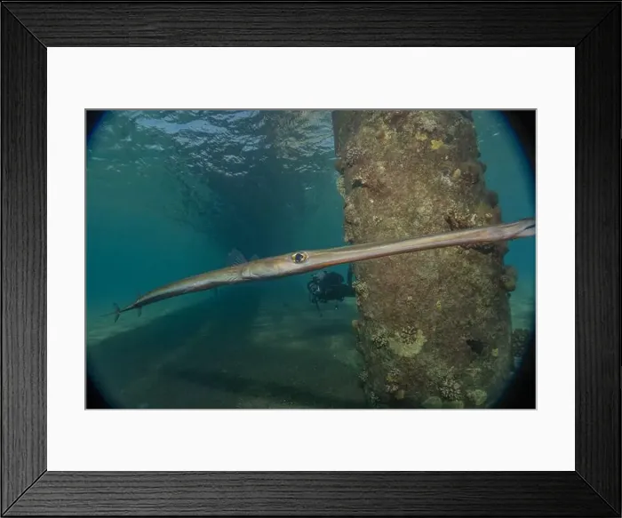 Framed Print : Squid in the Red Sea Colorful and beautiful, Eilat Israel Framed Print : Squid in the Red Sea Colorful and beautiful, Eilat Israel