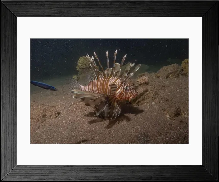 Framed Print : Lionfish in the Red Sea colorful fish, Eilat Israel Framed Print : Lionfish in the Red Sea colorful fish, Eilat Israel