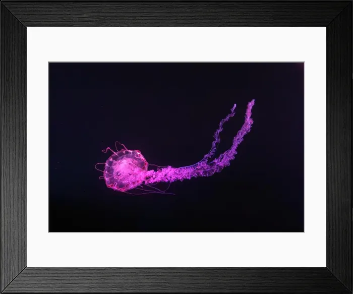 Framed Print : Purple striped Jellyfish, Chrysaora colorata swimming in dark water of aquarium tank illuminated with pink neon light Framed Print : Purple striped Jellyfish, Chrysaora colorata swimming in dark water of aquarium tank illuminated with pink neon light