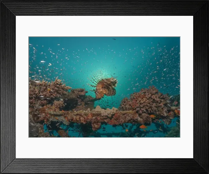 Framed Print : Lionfish in the Red Sea colorful fish, Eilat Israel Framed Print : Lionfish in the Red Sea colorful fish, Eilat Israel