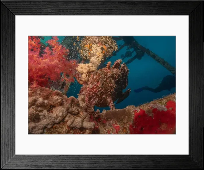 Framed Print : Frogfish swim in the Red Sea, colorful fish, Eilat Israel Framed Print : Frogfish swim in the Red Sea, colorful fish, Eilat Israel