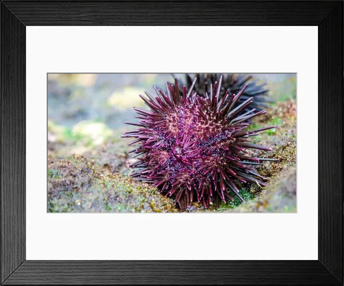 Framed Print : Sea urchin (Landak laut, bulu babi). About 950 species of sea urchin are distributed on the seabeds of every ocean Framed Print : Sea urchin (Landak laut, bulu babi). About 950 species of sea urchin are distributed on the seabeds of every ocean