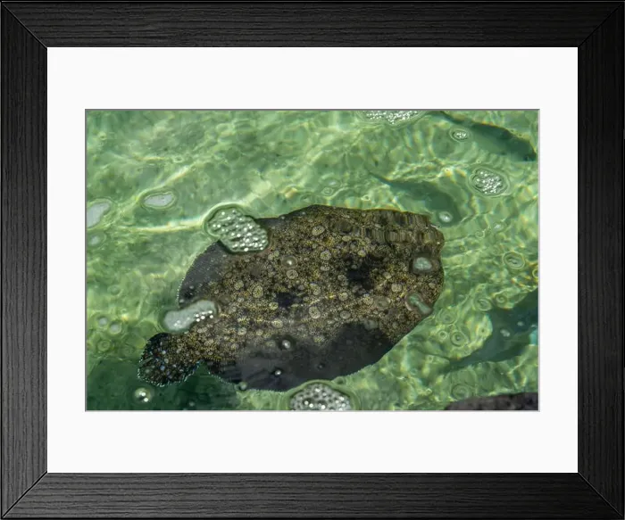 Framed Print : Hawaiian flatfish flounder at the Maui Aquarium, Hawaii Framed Print : Hawaiian flatfish flounder at the Maui Aquarium, Hawaii
