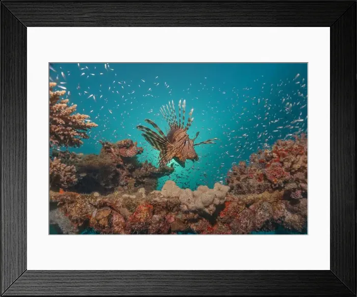 Framed Print : Lionfish in the Red Sea colorful fish, Eilat Israel Framed Print : Lionfish in the Red Sea colorful fish, Eilat Israel