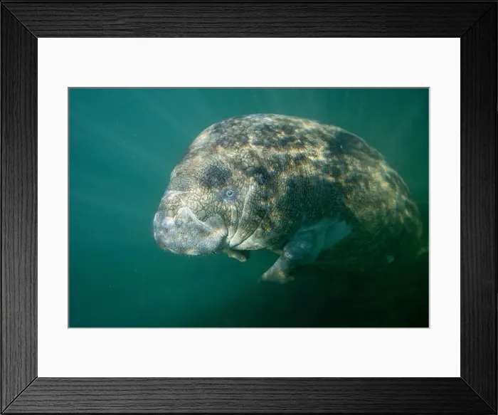 Framed Print : Close-up of a manatee swimming underwater, Florida, USA Framed Print : Close-up of a manatee swimming underwater, Florida, USA