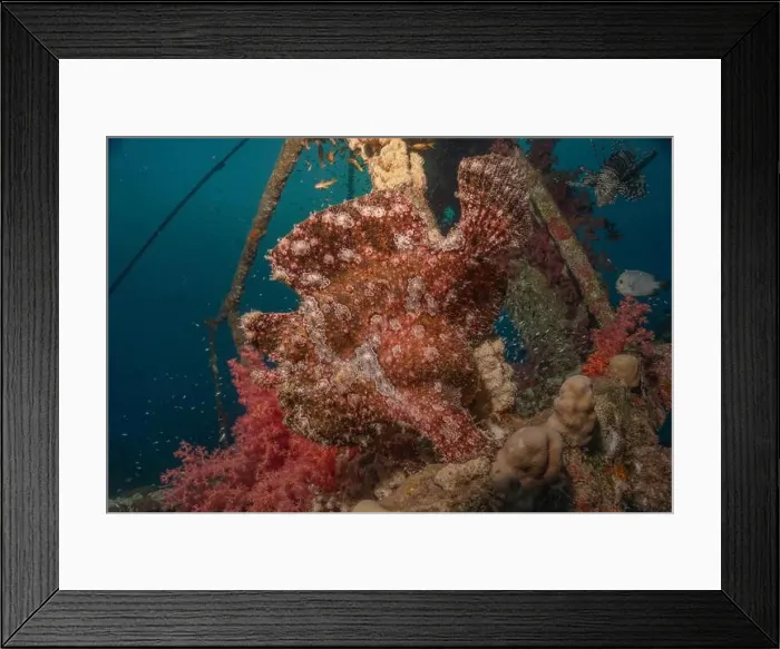 Framed Print : Frogfish swim in the Red Sea, colorful fish, Eilat Israel Framed Print : Frogfish swim in the Red Sea, colorful fish, Eilat Israel
