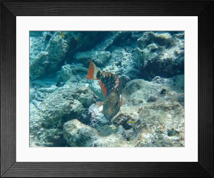 Framed Print : Underwater photo of Stoplight parrotfish (Sparisoma viride) in the initial phase beeing either male or female Framed Print : Underwater photo of Stoplight parrotfish (Sparisoma viride) in the initial phase beeing either male or female