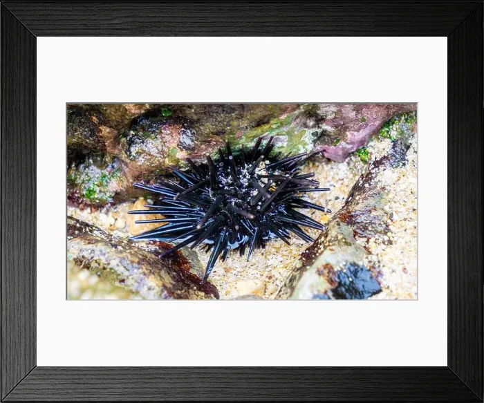 Framed Print : Sea urchin (Landak laut, bulu babi). About 950 species of sea urchin are distributed on the seabeds of every ocean Framed Print : Sea urchin (Landak laut, bulu babi). About 950 species of sea urchin are distributed on the seabeds of every ocean