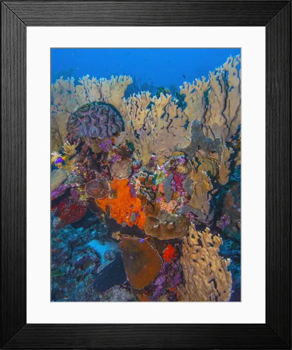 Framed Print : Caribbean coral reef off the coast of the island of Bonaire