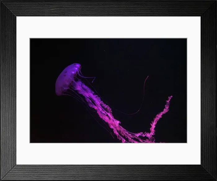 Framed Print : Purple-striped Jellyfish, Chrysaora colorata swimming in dark water of aquarium tank illuminated with pink neon light Framed Print : Purple-striped Jellyfish, Chrysaora colorata swimming in dark water of aquarium tank illuminated with pink neon light