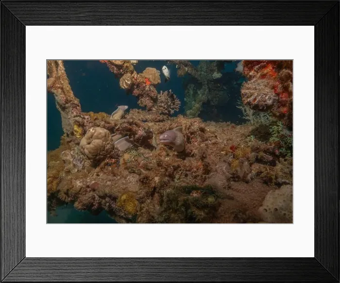 Framed Print : Moray eel Mooray lycodontis undulatus in the Red Sea, Eilat Israel Framed Print : Moray eel Mooray lycodontis undulatus in the Red Sea, Eilat Israel