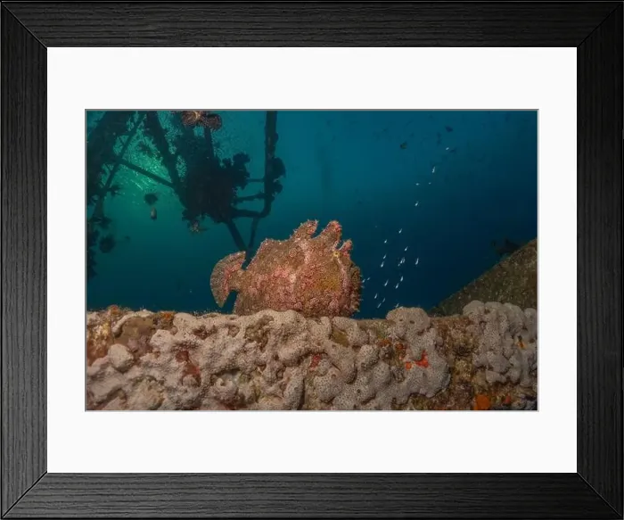 Framed Print : Frogfish swim in the Red Sea, colorful fish, Eilat Israel Framed Print : Frogfish swim in the Red Sea, colorful fish, Eilat Israel