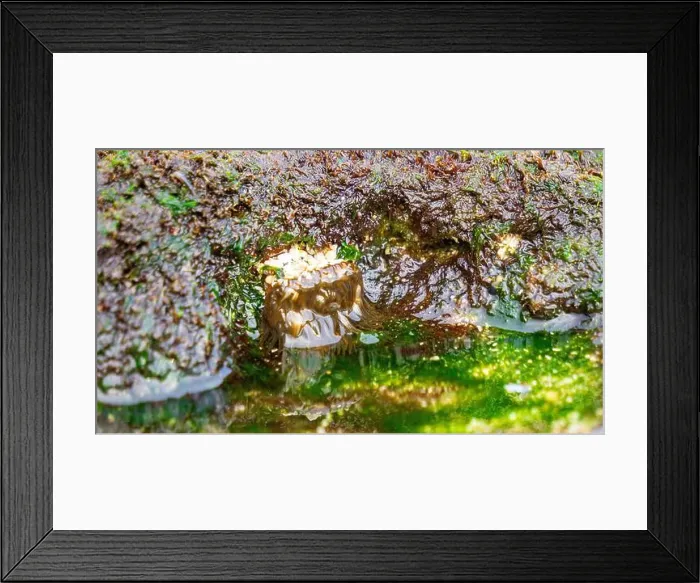 Framed Print : Sea urchin (Landak laut, bulu babi). About 950 species of sea urchin are distributed on the seabeds of every ocean Framed Print : Sea urchin (Landak laut, bulu babi). About 950 species of sea urchin are distributed on the seabeds of every ocean