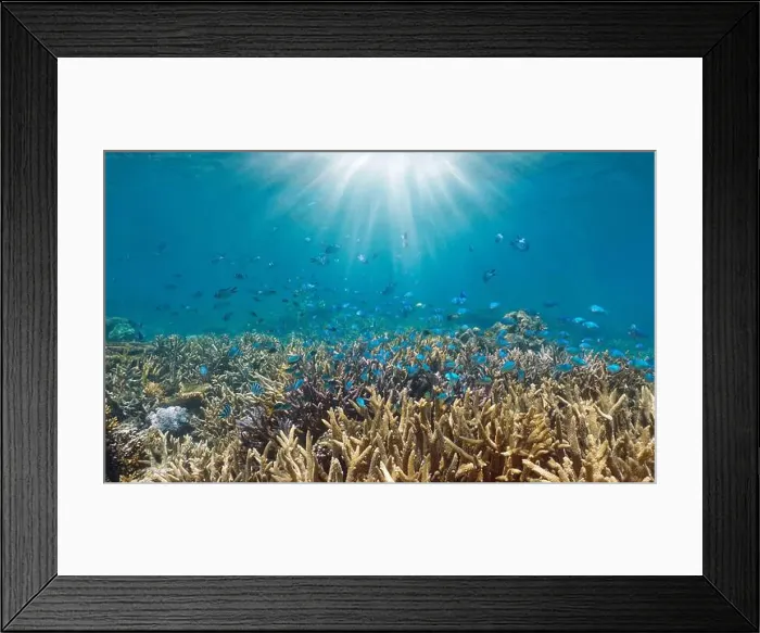 Framed Print : Coral reef with fish and sunlight underwater in the south Pacific ocean, New Caledonia Framed Print : Coral reef with fish and sunlight underwater in the south Pacific ocean, New Caledonia