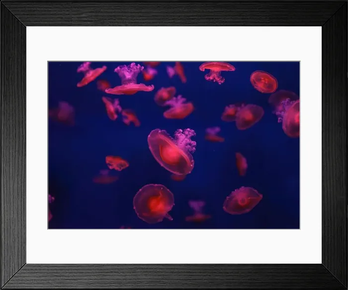 Framed Print : Mediterranean jellyfish Framed Print : Mediterranean jellyfish