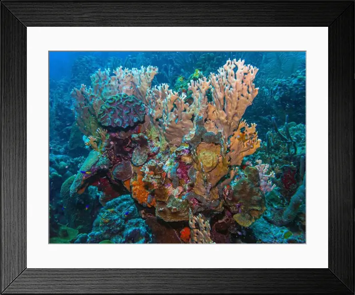 Framed Print : Caribbean coral reef off the coast of the island of Bonaire Framed Print : Caribbean coral reef off the coast of the island of Bonaire